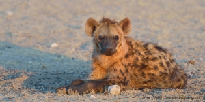 A young Hyena lying in the morning sun