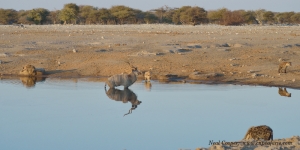A Kudu bull is trapped in the waterhole by a clan of Hyenas.