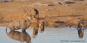 The Hyenas were closing in, with some even venturing into the water.
