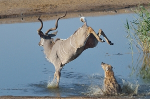 The Kudu has a narrow escape and jumps back into the cold water.