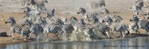 The Zebra herd scatters as something in the water frightens them.