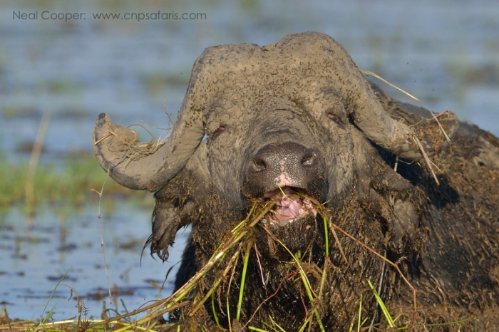Cape Buffalo feeding on grass