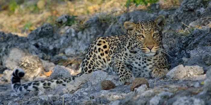 Sirondela Leopard