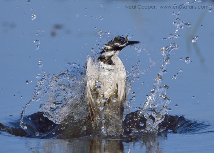 Pied Kingfisher Diving