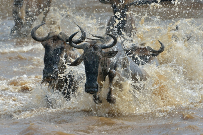 Wildebeest charging through the Mara River