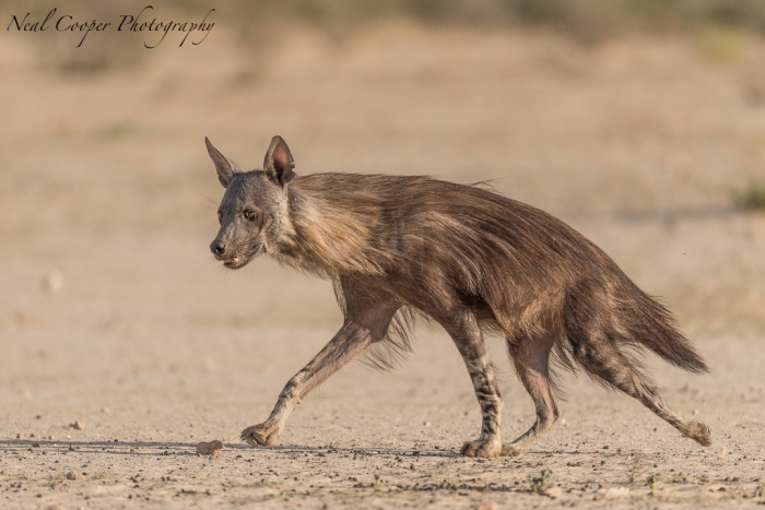 A Brown Hyena approaching Cubitje Quap waterhole.