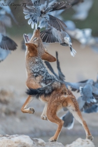 Jackal Attacking Cape Turtle Doves