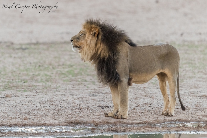 A large Kalahari Lion after he drank from the Urikaruus 