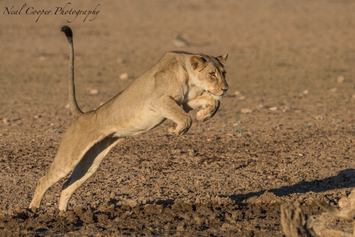 A Lioness jumps across the muddy puddles around the waterhole.