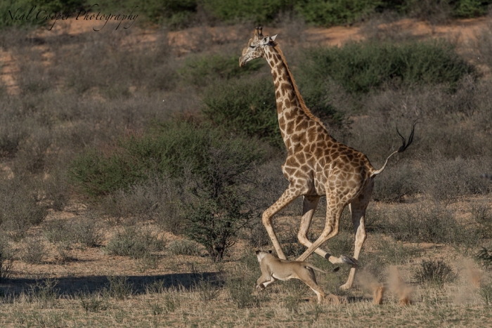 A young Lioness chasing a Giraffe across the Auob River bed.