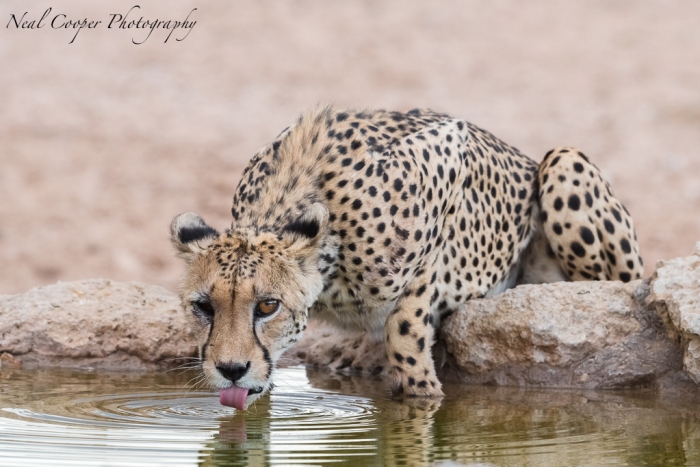 An injured Cheetah drinks from the Dalkeith waterhole.