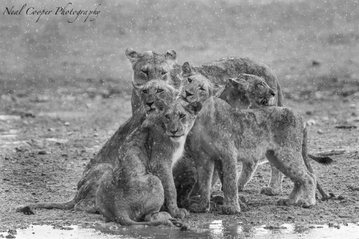 A family of Lions sitting in the welcome Kalahari rain.