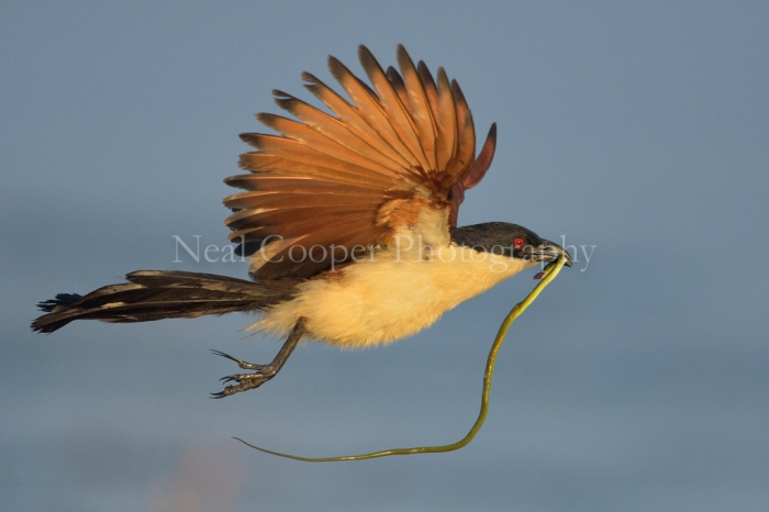 A Coppery-tailed Coucal flies across the Chobe River carrying a Green Water snake.